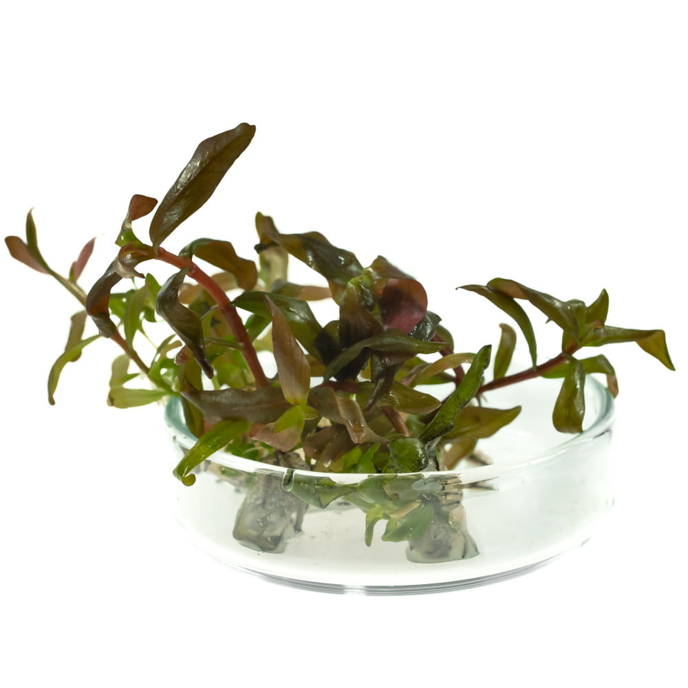 Ammania gracilis in vitro porcja